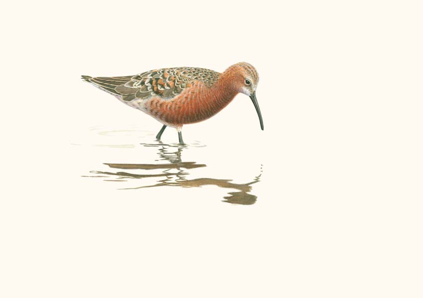 The Richard Weatherly Online Store Curlew Sandpiper