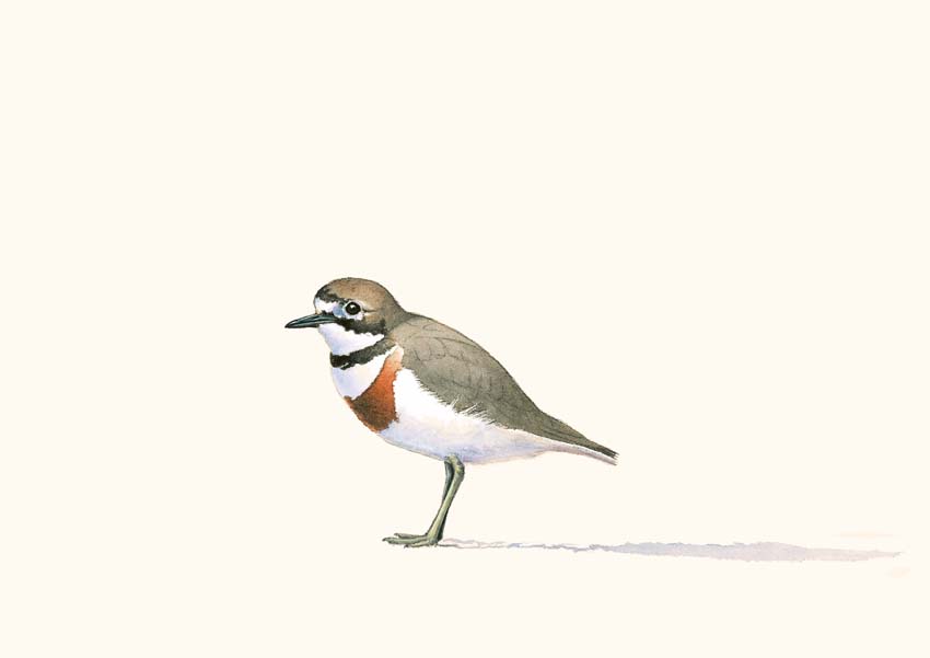 Double Banded Plover