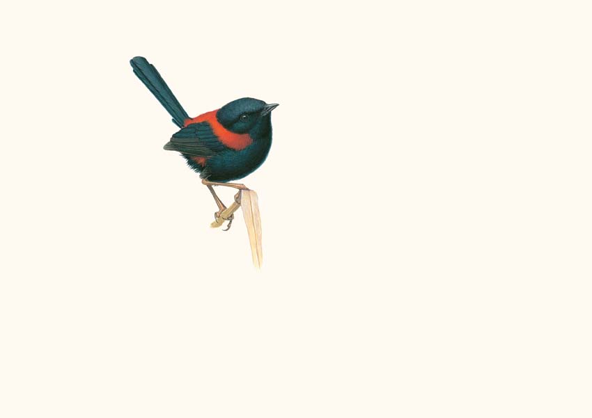The Richard Weatherly Online Store Red-backed Fairy-wren