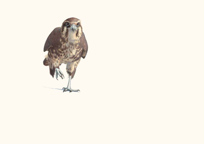 The Richard Weatherly Online Store Shinshu, Brown Falcon Running