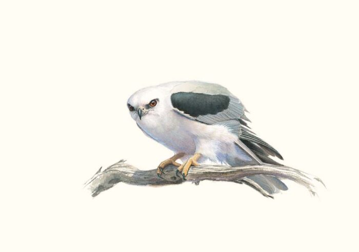 The Richard Weatherly Online Store Black Shouldered Kite