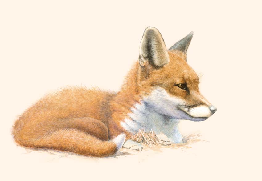 Richard Weatherly Portfolio Little Red Fox