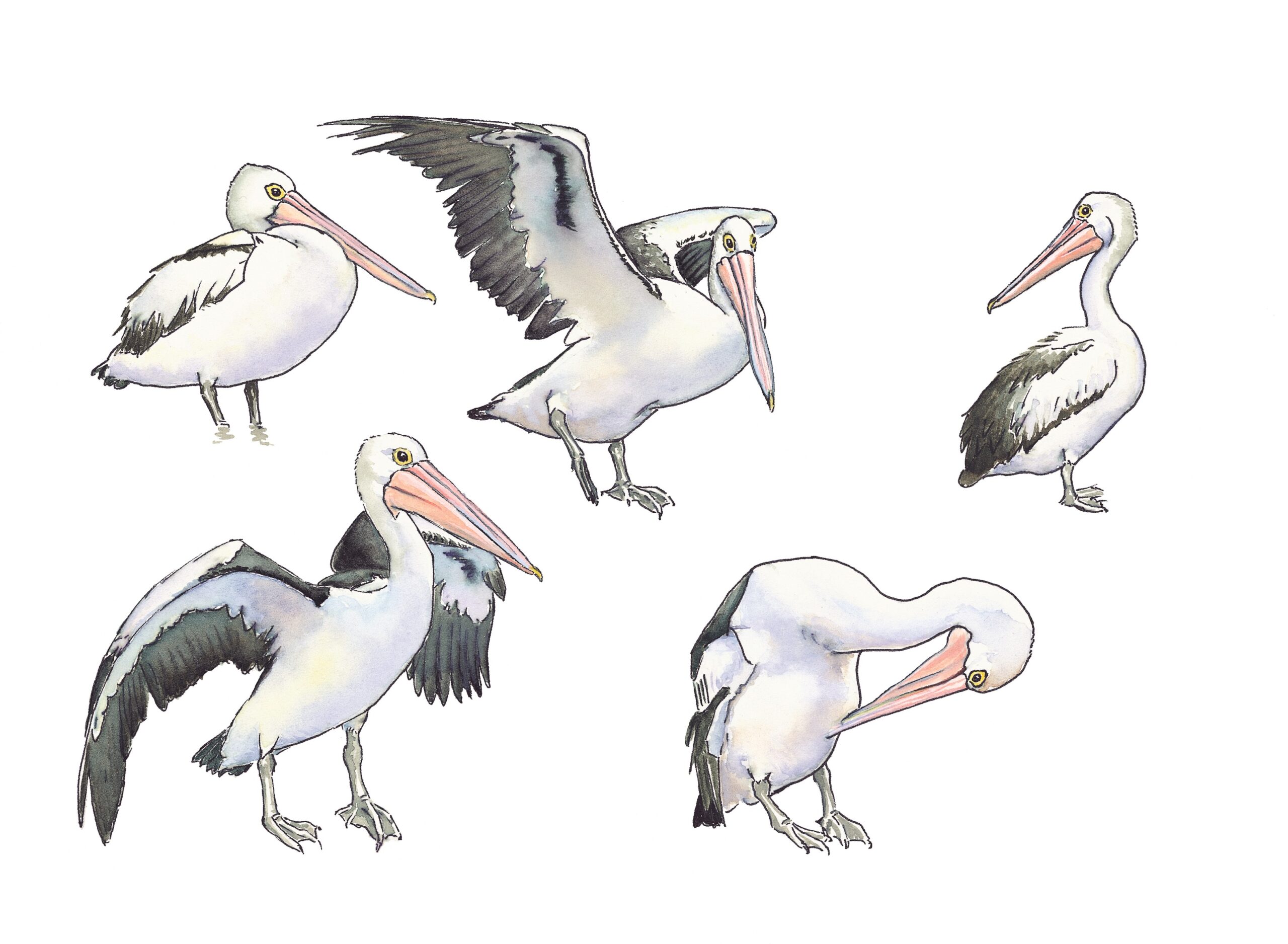 Pelican Drawing Easy Simple Color Cartoon